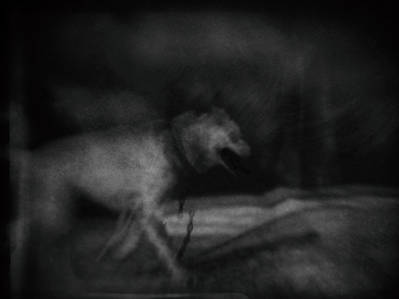 dog #169