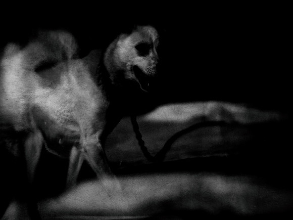 dog #76