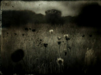 field-170224_53535356479_o