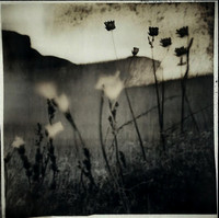 field-220224_53543420550_o