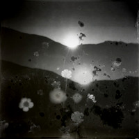field-230224_53545862442_o