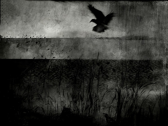 a-murder-of-crows-210723_53062314789_o