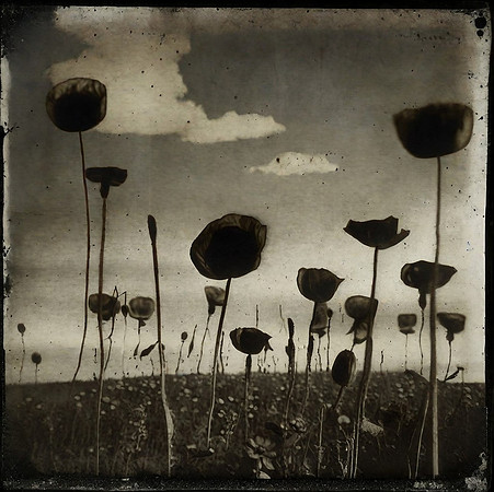 field-101223_53387760947_o