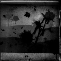 field-2302242_53546678697_o