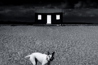 Guard dog 2