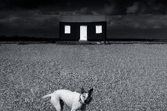 Guard dog 2