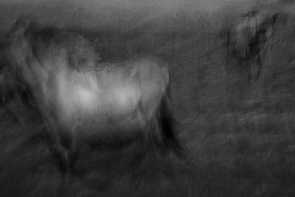 wild horse #1