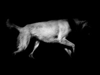 animal
