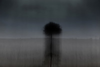 tree 6