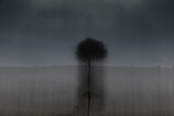 tree 6