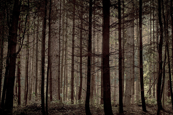 trees 31 #218