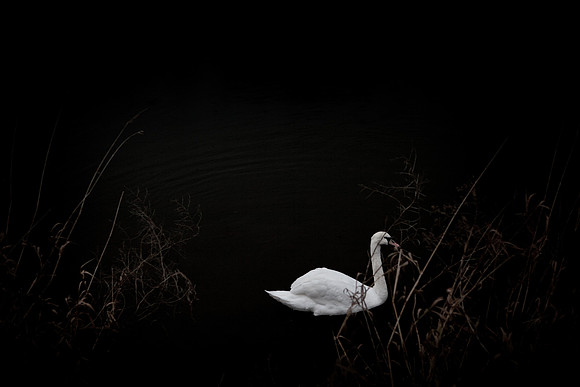 swan 1