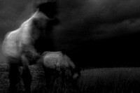 wild horses #11