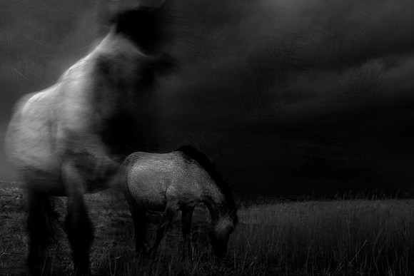 wild horses #11