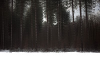 winter forest #7