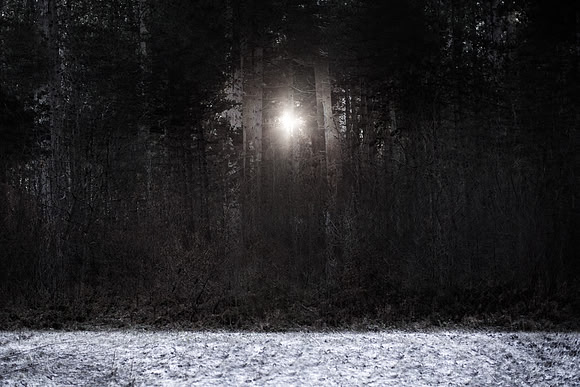 winter forest #3