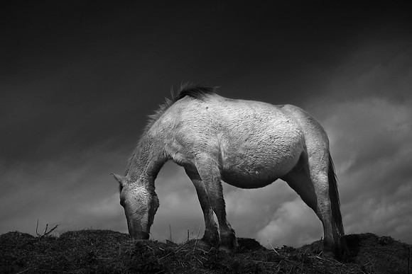Wild horses 25