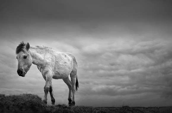 Wild horses 11
