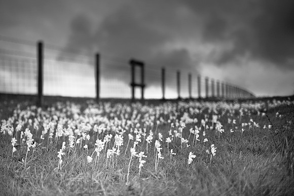 flower 1