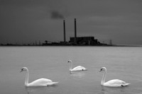 3 swans