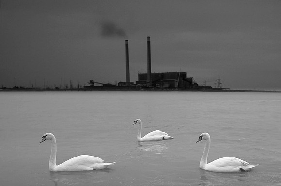 3 swans