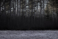 winter forest #5