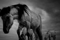 wild horses #15