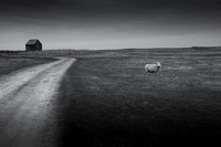 Sheep 1