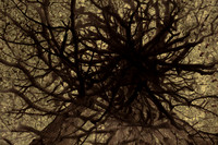 trees 21 #152