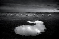 Sheep 2