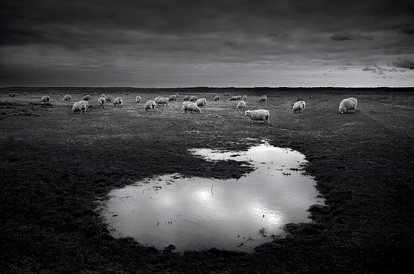 Sheep 2