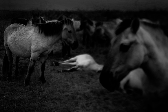 wild horses #13