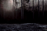 winter forest #1