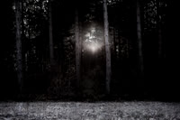 winter forest #4