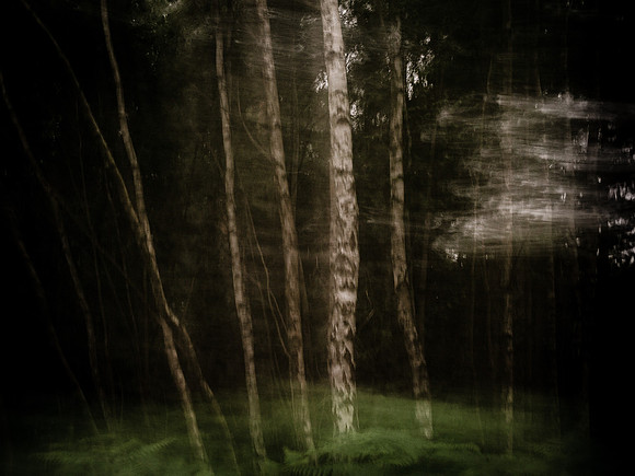 trees 13 #43
