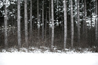 winter forest #9