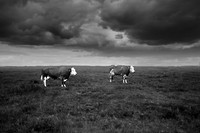 Cows in the rain