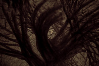 tree #6