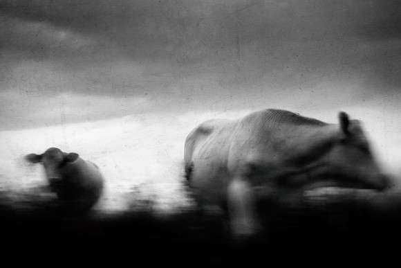 2011-07-21 cows-20