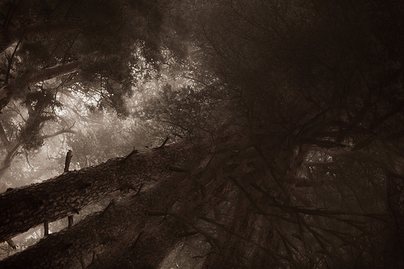 trees #12