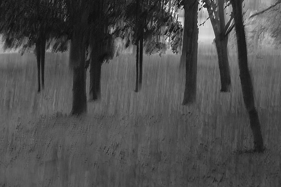 trees 43 #194
