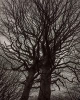 trees #17