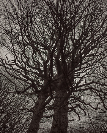trees #17