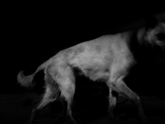 dog #99