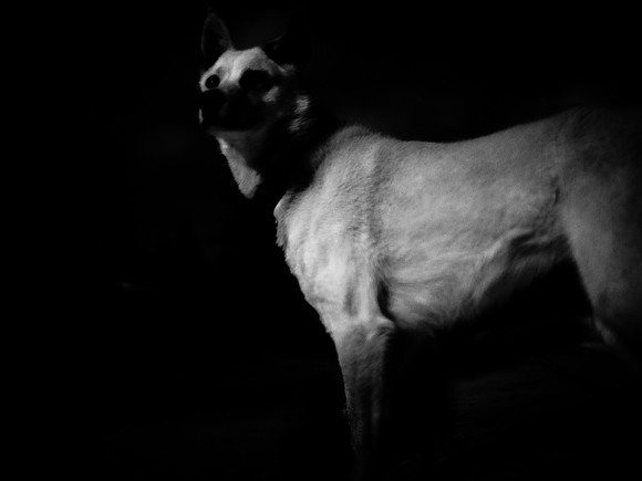 dog #129