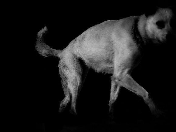 dog #40