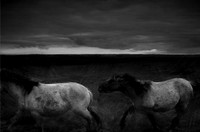 wild horse #4