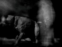 dog #182-3