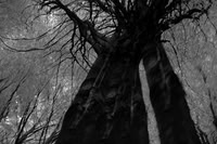 trees 32 #81