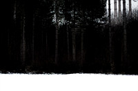 winter forest #10